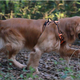 The Chai’s Choice Best Outdoor Adventure Dog Harness is lightweight and durable, so it won’t weigh your dog down on a walk. The medium and large sizes of this harness are just the right size for most medium-sized dogs, like beagles, corgis, bulldogs, and more.